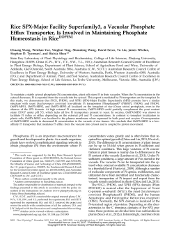Rice SPX-Major Facility Superfamily3, a Vacuolar