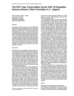 The RFX-Type Transcription Factor DAF
