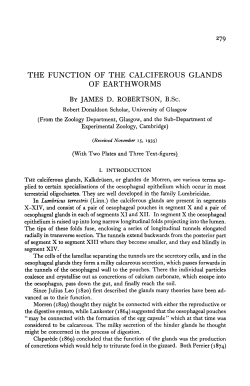 THE FUNCTION OF THE CALCIFEROUS GLANDS OF