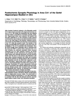 Postischemic Synaptic Physiology in Area CA1 of the Gerbil