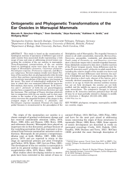Ontogenetic and Phylogenetic Transformations of the Ear Ossicles