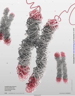 on December 12, 2015 www.sciencemag.org Downloaded from on