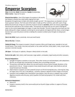 Emperor Scorpion