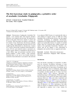The first karyotype study in palpigrades, a primitive order of