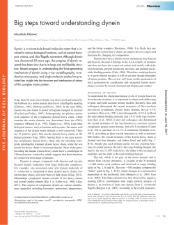 Big steps toward understanding dynein
