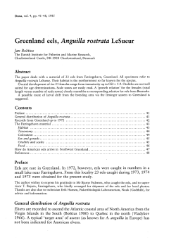 Greenland eels, Anguilla rostrata LeSueur