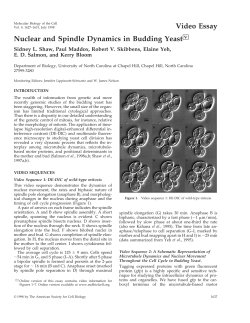 Nuclear and spindle dynamics in budding yeast.
