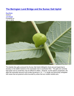 The Beringian Land Bridge and the Sumac Gall Aphid
