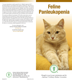 Feline Panleukopenia (English)