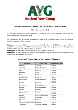 Gloucester - Ancient Yew Group