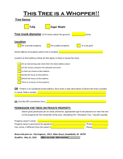 This Tree is a Whopper!!