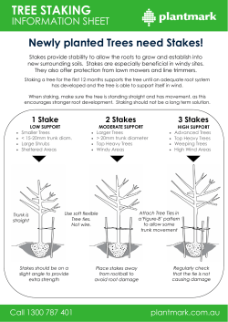 How to Stake a Tree?