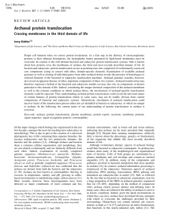Archaeal protein translocation