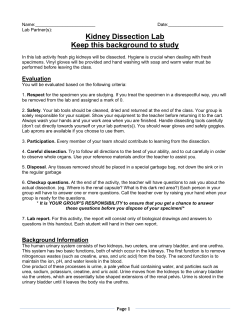 Kidney Dissection handout update