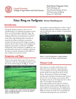 Fairy Ring on Turfgrass: Various Basidiomycetes