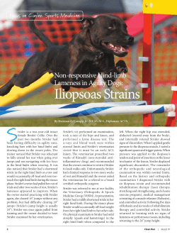 Iliopsoas Strains - AKC Canine Health Foundation