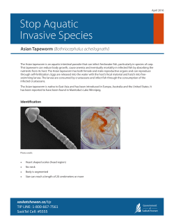 Asian Tapeworm Fact Sheet.cdr