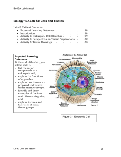Biology 13A Lab #3: Cells and Tissues