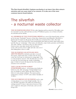 The silverfish