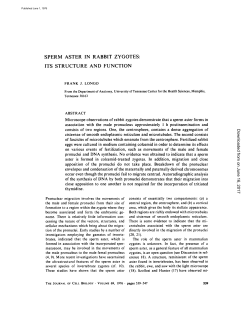 sperm aster in rabbit zygotes: its structure and function