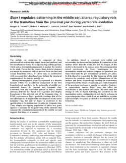 Bapx1 regulates patterning in the middle ear: altered