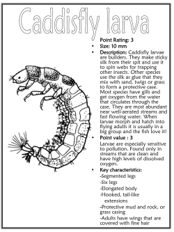 Macroinvertebrate Coloring Book