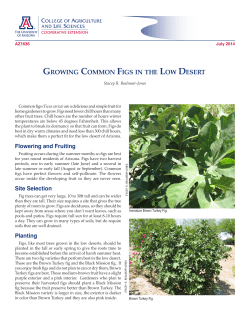 growing common figs in the low desert