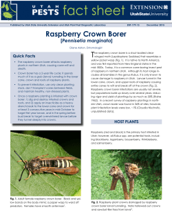 Raspberry Crown Borer - Utah State University Extension