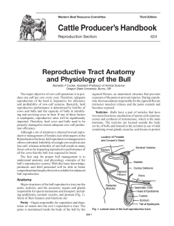 424-Reproductive Tract Anatomy and