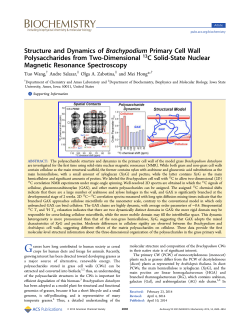 Structure and Dynamics of Brachypodium Primary Cell Wall