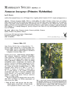 Nomascus leucogenys (Primates: Hylobatidae)
