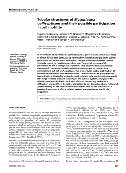 Tubular structures of Mycoplasrna gallisepticurn and