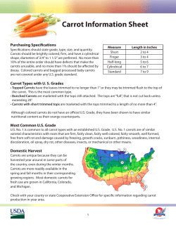 Carrot Information Sheet