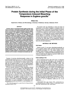 Protein Synthesis during the Initial Phase of the Temperature