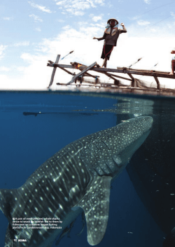 92 WA pair of medium-sized whale sharks arrive to