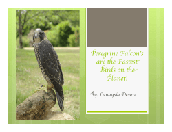 Lanaysia_Peregrine Falcon Magazine.pptx