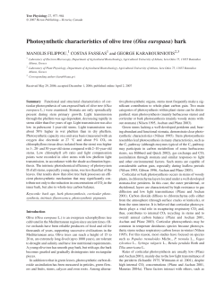 Photosynthetic characteristics of olive tree (Olea europaea) bark