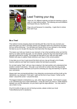 Lead Training your dog