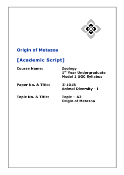 Origin of Metazoa [Academic Script]