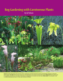 Bog Gardening with Carnivorous Plants