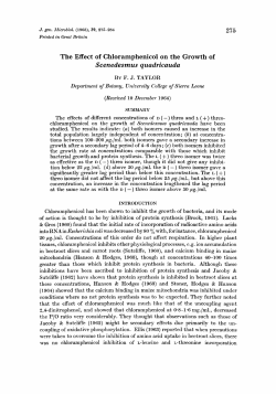 The Effect of Chloramphenicol on the Growth of
