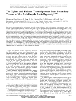 The Xylem and Phloem Transcriptomes from
