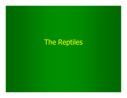 The Reptiles - Mayfield City Schools