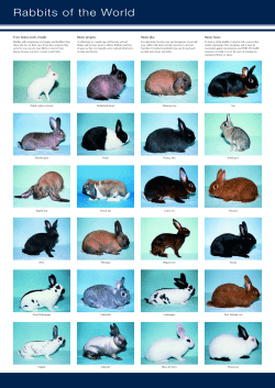 Rabbit and Guinea pig breed poster