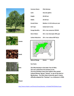 3 to 9 Fun Facts: Bark The Ohio Buckeye is the State Tree of Ohio