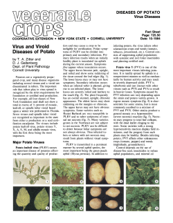 Virus and Viroid Diseases of Potato