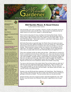 Old Garden Roses-A Good Choice