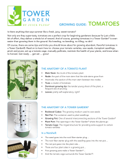 GrowinG GuiDe: TomAToeS