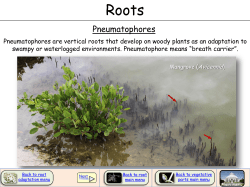 Pneumatophores