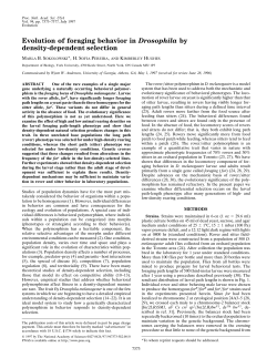 Evolution of foraging behavior in Drosophila by density